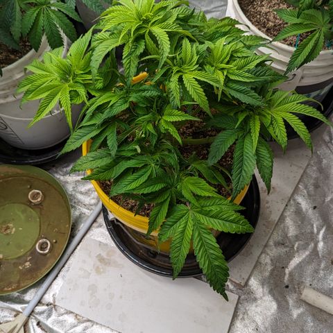 Meat Apple #1 growlog timeline photo