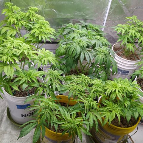 Meat Apple #1 growlog timeline photo