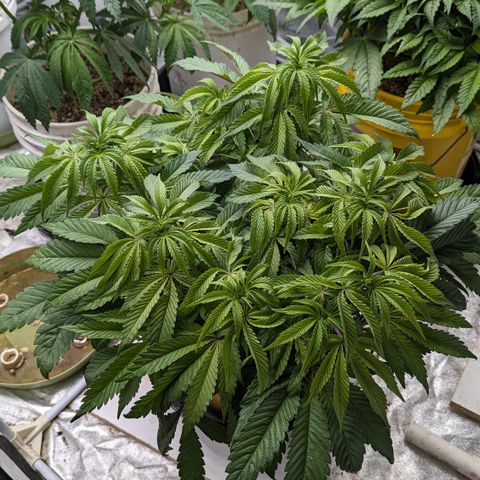 Meat Apple #2 growlog timeline photo