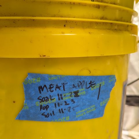 Meat Apple #1 growlog timeline photo