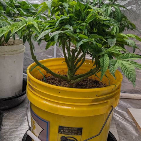 Meat Apple #1 growlog timeline photo