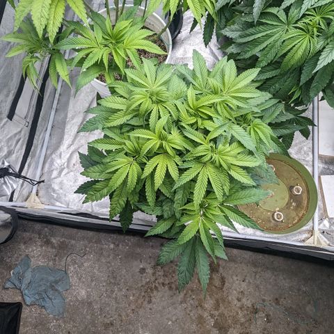 EAB #1 growlog timeline photo