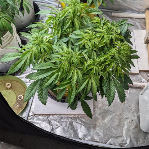 Meat Apple #2 growlog timeline photo