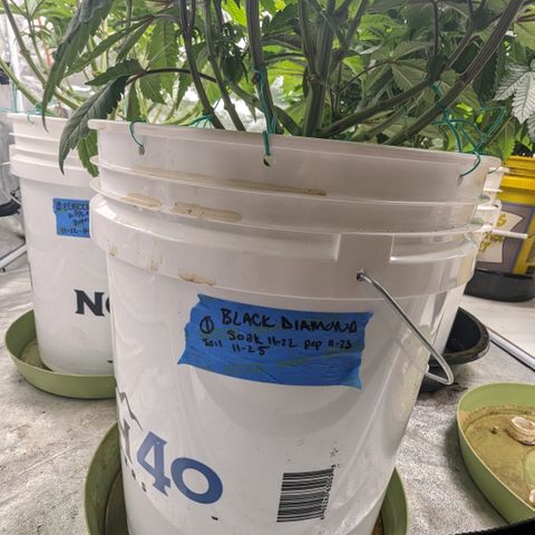 EAB #1 growlog timeline photo