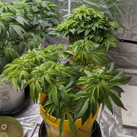 Meat Apple #2 growlog timeline photo