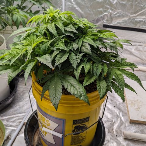 Meat Apple #1 growlog timeline photo