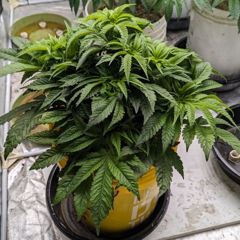 Meat Apple #1 growlog timeline photo