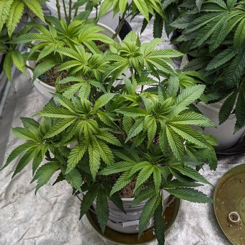 EAB #1 growlog timeline photo