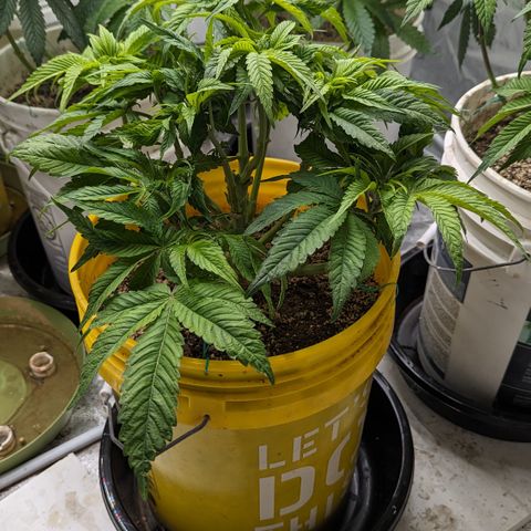 Meat Apple #1 growlog timeline photo