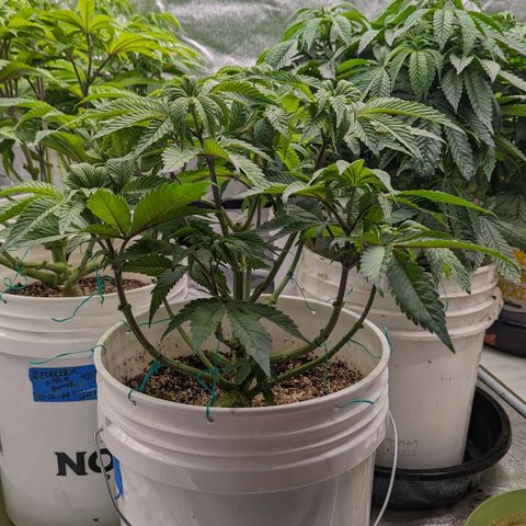 EAB #1 growlog timeline photo
