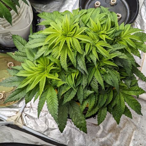 Meat Apple #1 growlog timeline photo