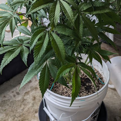Black Diamond #2 growlog timeline photo