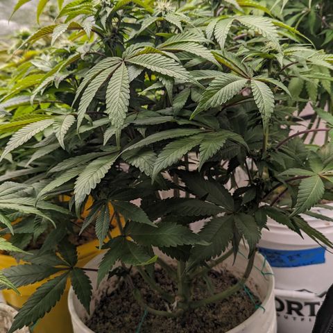 Black Diamond #2 growlog timeline photo