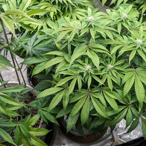 Black Diamond #2 growlog timeline photo
