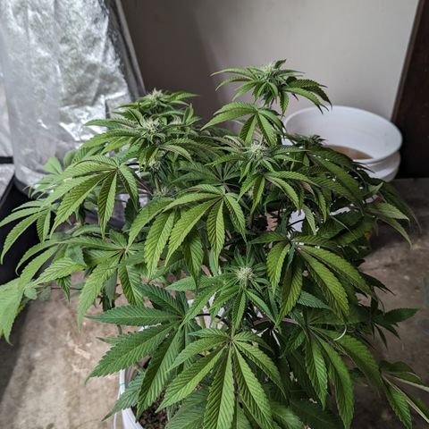 Black Diamond #2 growlog timeline photo