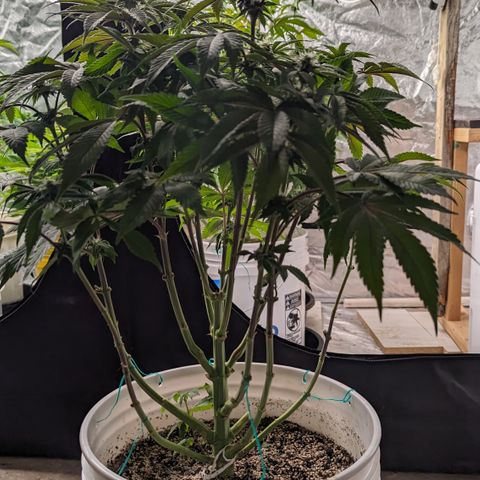 Black Diamond #2 growlog timeline photo