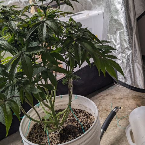 Black Diamond #2 growlog timeline photo