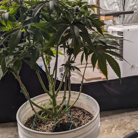 Black Diamond #2 growlog timeline photo