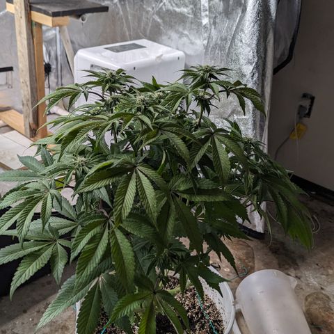 Black Diamond #2 growlog timeline photo
