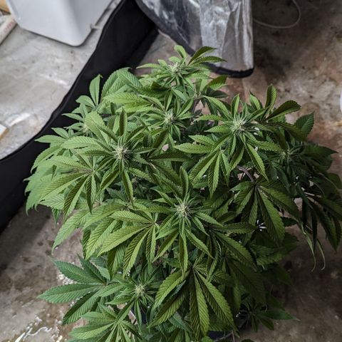 Black Diamond #2 growlog timeline photo