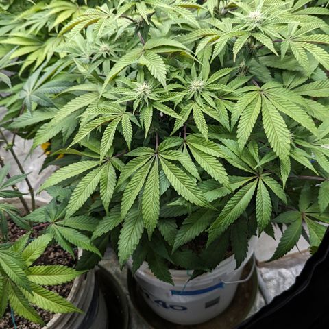 Black Diamond #2 growlog timeline photo