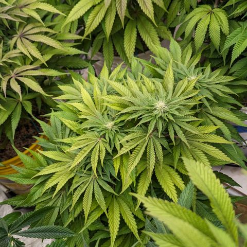 Meat Apple #1 growlog timeline photo