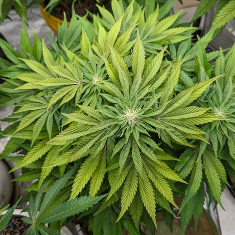 Meat Apple #1 growlog timeline photo