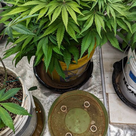 Meat Apple #1 growlog timeline photo