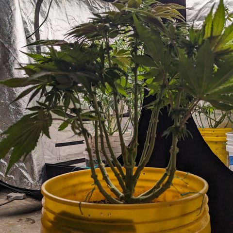 Meat Apple #1 growlog timeline photo