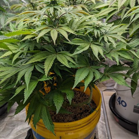 Meat Apple #1 growlog timeline photo