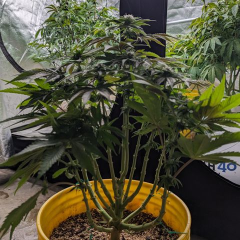 Meat Apple #1 growlog timeline photo