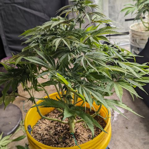 Meat Apple #1 growlog timeline photo