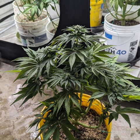 Meat Apple #1 growlog timeline photo