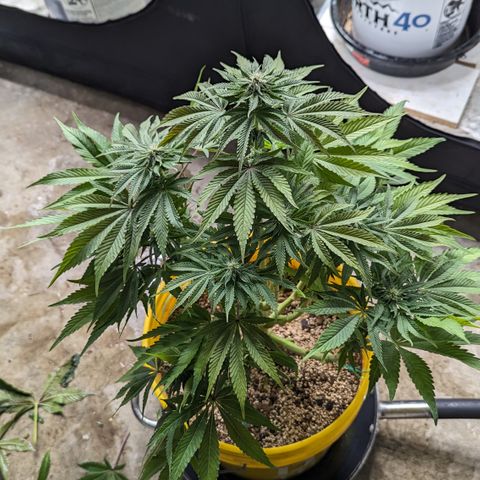 Meat Apple #1 growlog timeline photo