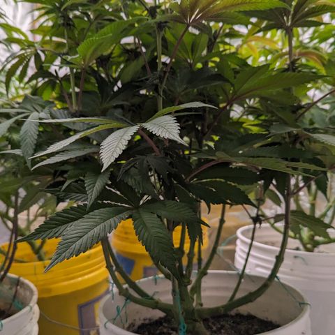 EAB #1 growlog timeline photo