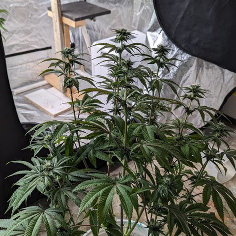 EAB #1 growlog timeline photo