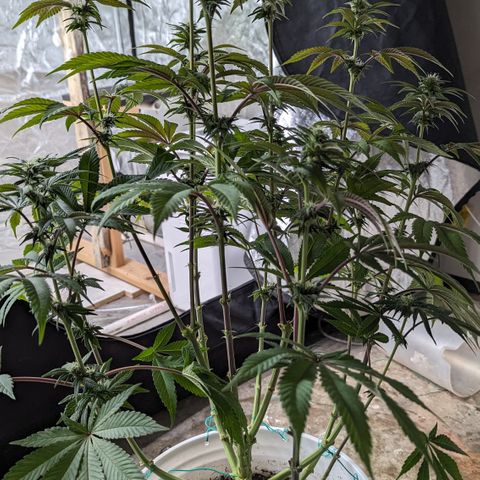 EAB #1 growlog timeline photo