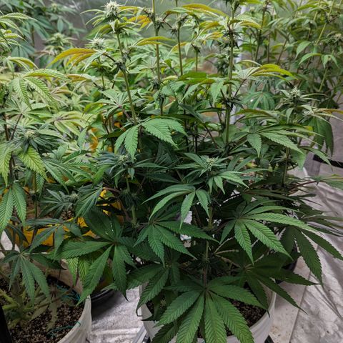 EAB #1 growlog timeline photo