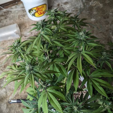 EAB #1 growlog timeline photo