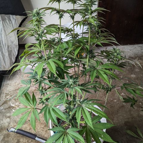 EAB #1 growlog timeline photo