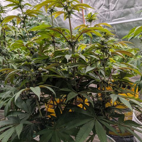 EAB #1 growlog timeline photo