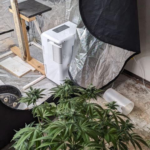 EAB #1 growlog timeline photo