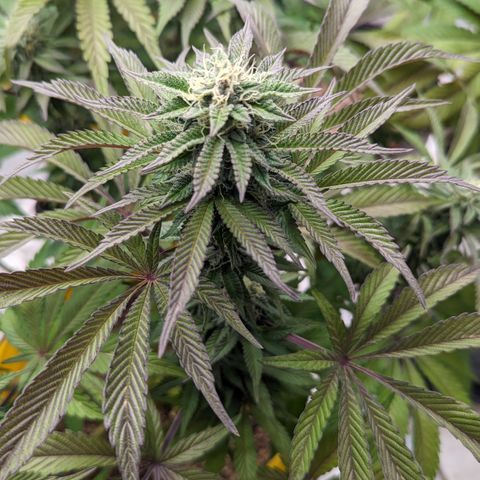 Meat Apple #2 growlog timeline photo