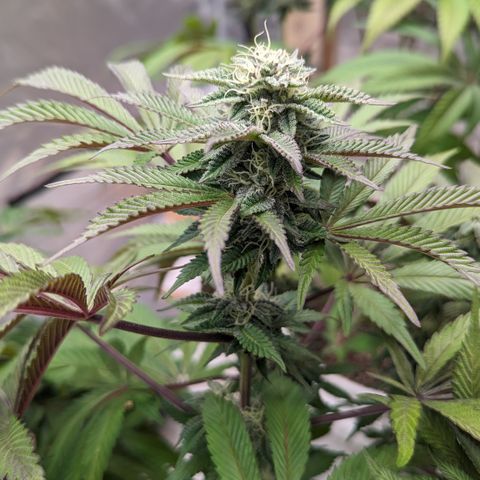 Meat Apple #2 growlog timeline photo