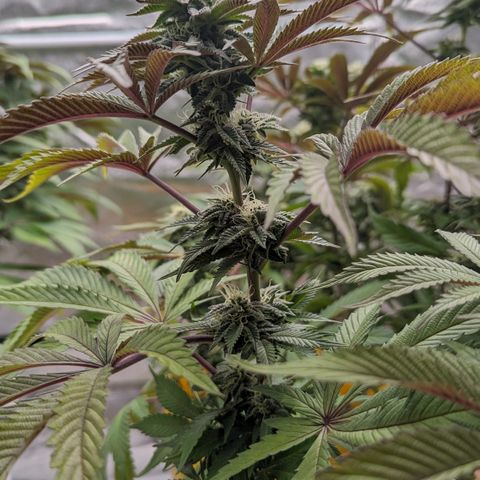 Meat Apple #2 growlog timeline photo