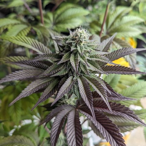 EAB #1 growlog timeline photo
