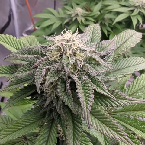 EAB #1 growlog timeline photo