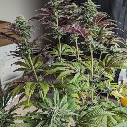 EAB #1 growlog timeline photo
