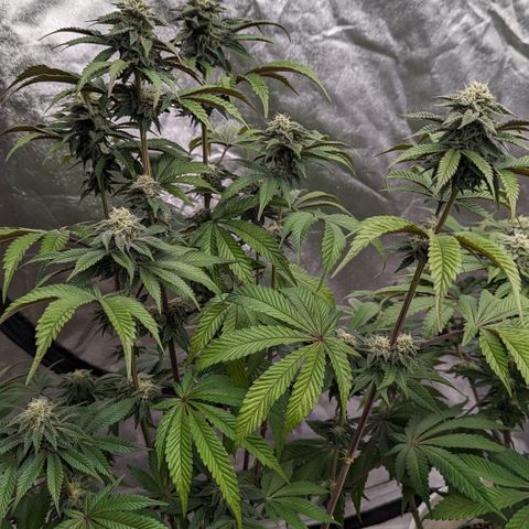 Black Diamond #2 growlog timeline photo