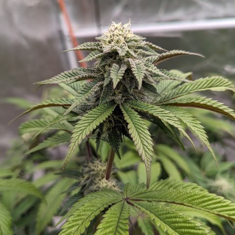 Black Diamond #2 growlog timeline photo